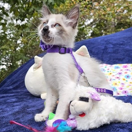 Enlarge CoCo Bandito, a Adopted Domestic Short Hair in Mt Pleasant, SC image 14/18