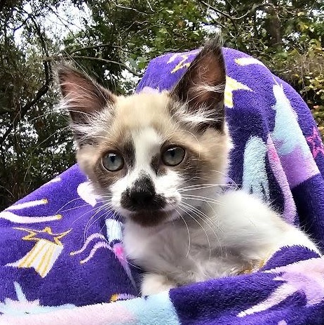Enlarge CoCo Bandito, a Adopted Domestic Short Hair in Mt Pleasant, SC image 2/18