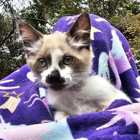 Enlarge CoCo Bandito, a Adopted Domestic Short Hair in Mt Pleasant, SC image 3/18
