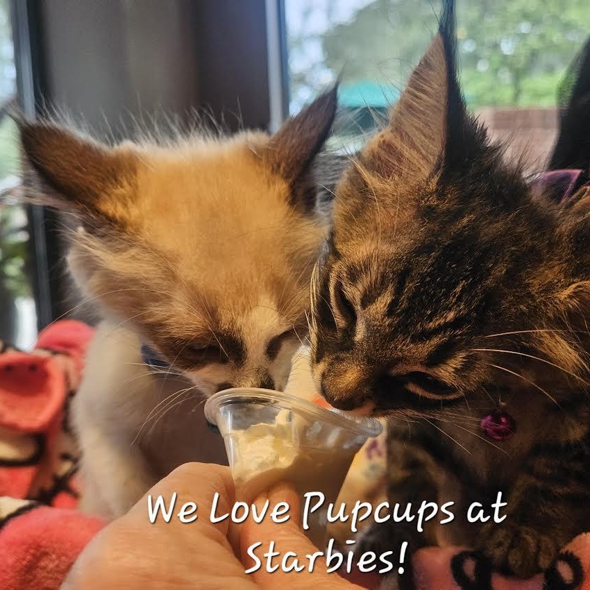 Enlarge CoCo Bandito, a Adopted Domestic Short Hair in Mt Pleasant, SC image 17/18