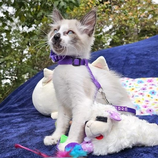 Enlarge CoCo Bandito, a Adopted Domestic Short Hair in Mt Pleasant, SC image 10/18