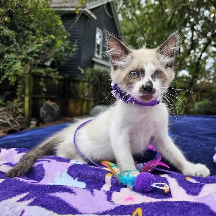 Enlarge CoCo Bandito, a Adopted Domestic Short Hair in Mt Pleasant, SC image 11/18