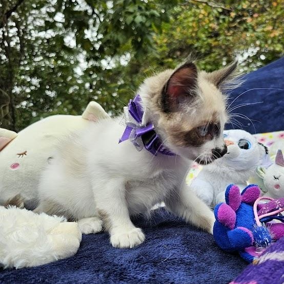 Enlarge CoCo Bandito, a Adopted Domestic Short Hair in Mt Pleasant, SC image 4/18