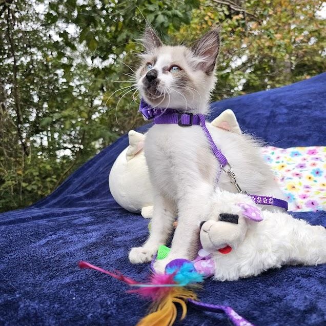 Enlarge CoCo Bandito, a Adopted Domestic Short Hair in Mt Pleasant, SC image 5/18