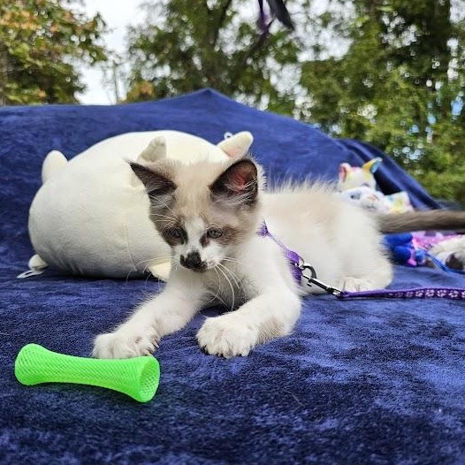 Enlarge CoCo Bandito, a Adopted Domestic Short Hair in Mt Pleasant, SC image 15/18