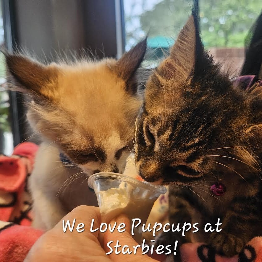 Enlarge CoCo Bandito, a Adopted Domestic Short Hair in Mt Pleasant, SC image 18/18