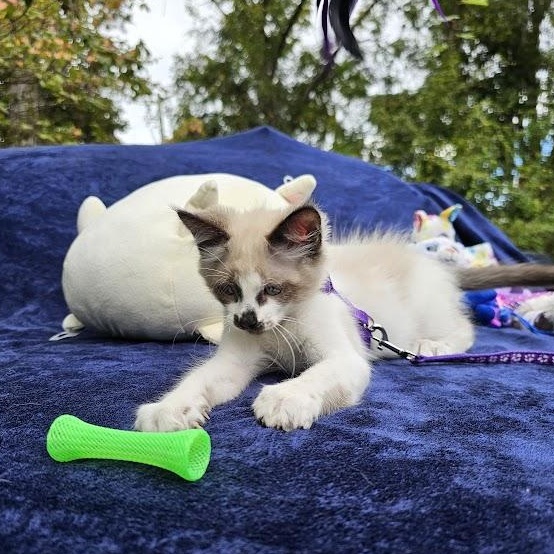 Enlarge CoCo Bandito, a Adopted Domestic Short Hair in Mt Pleasant, SC image 6/18