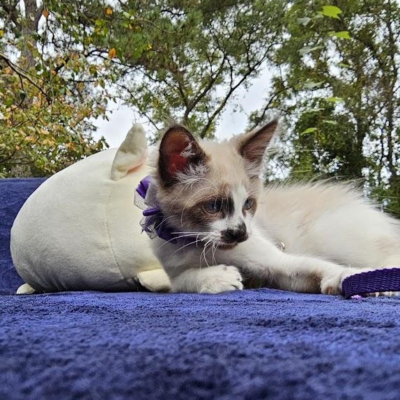 Enlarge CoCo Bandito, a Adopted Domestic Short Hair in Mt Pleasant, SC image 8/18