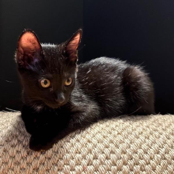 Stardust, Adoptable, Kitten Female Domestic Short Hair.