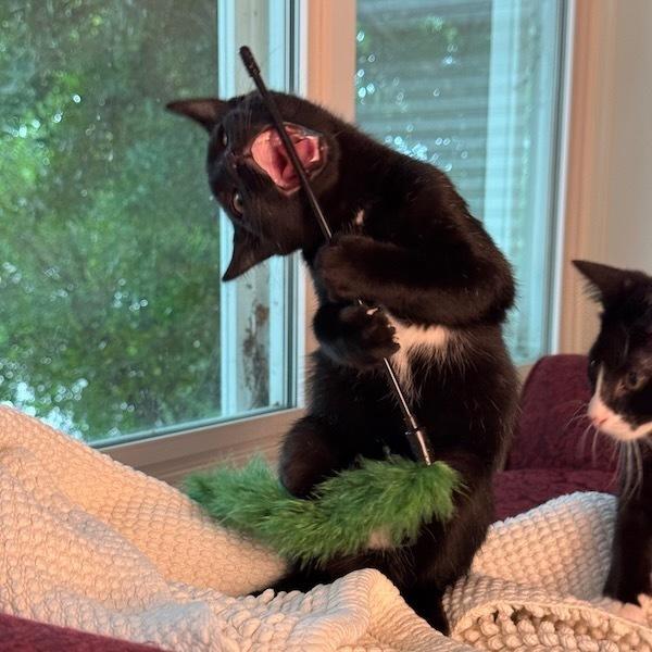 Enlarge Stardust, a Adoptable Domestic Short Hair in Cary, NC image 2/5