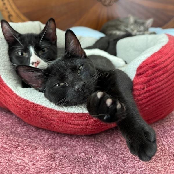 Enlarge Stardust, a Adoptable Domestic Short Hair in Cary, NC image 3/5