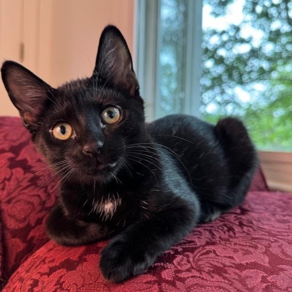 Stardust, Adoptable, Kitten Female Domestic Short Hair.