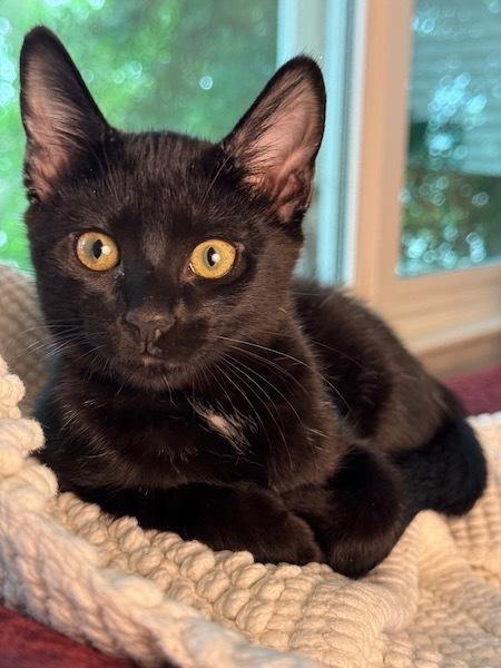 Enlarge Stardust, a Adoptable Domestic Short Hair in Cary, NC image 5/5