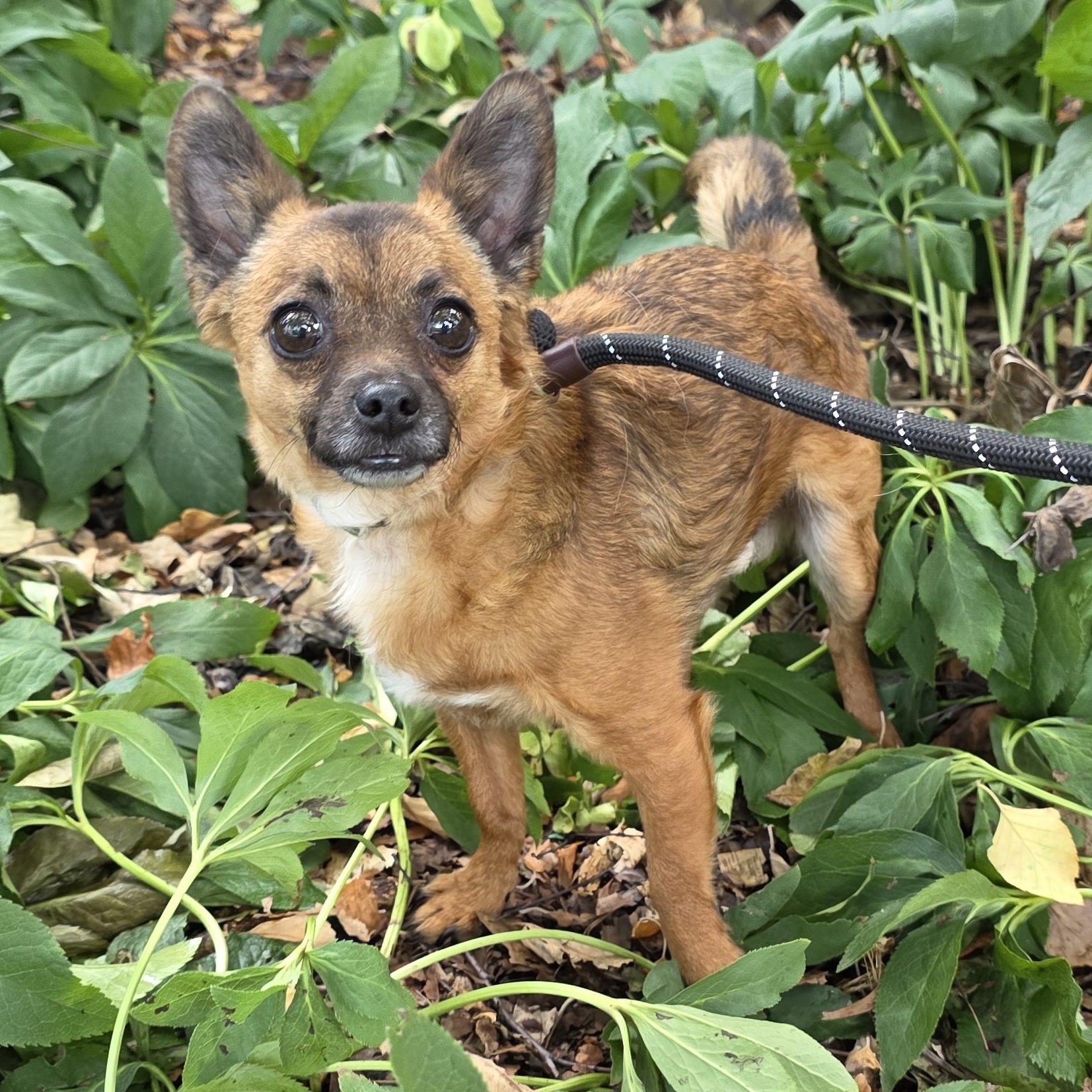 Little Cooper, adopted, Adult Male Chihuahua & Mixed Breed.
