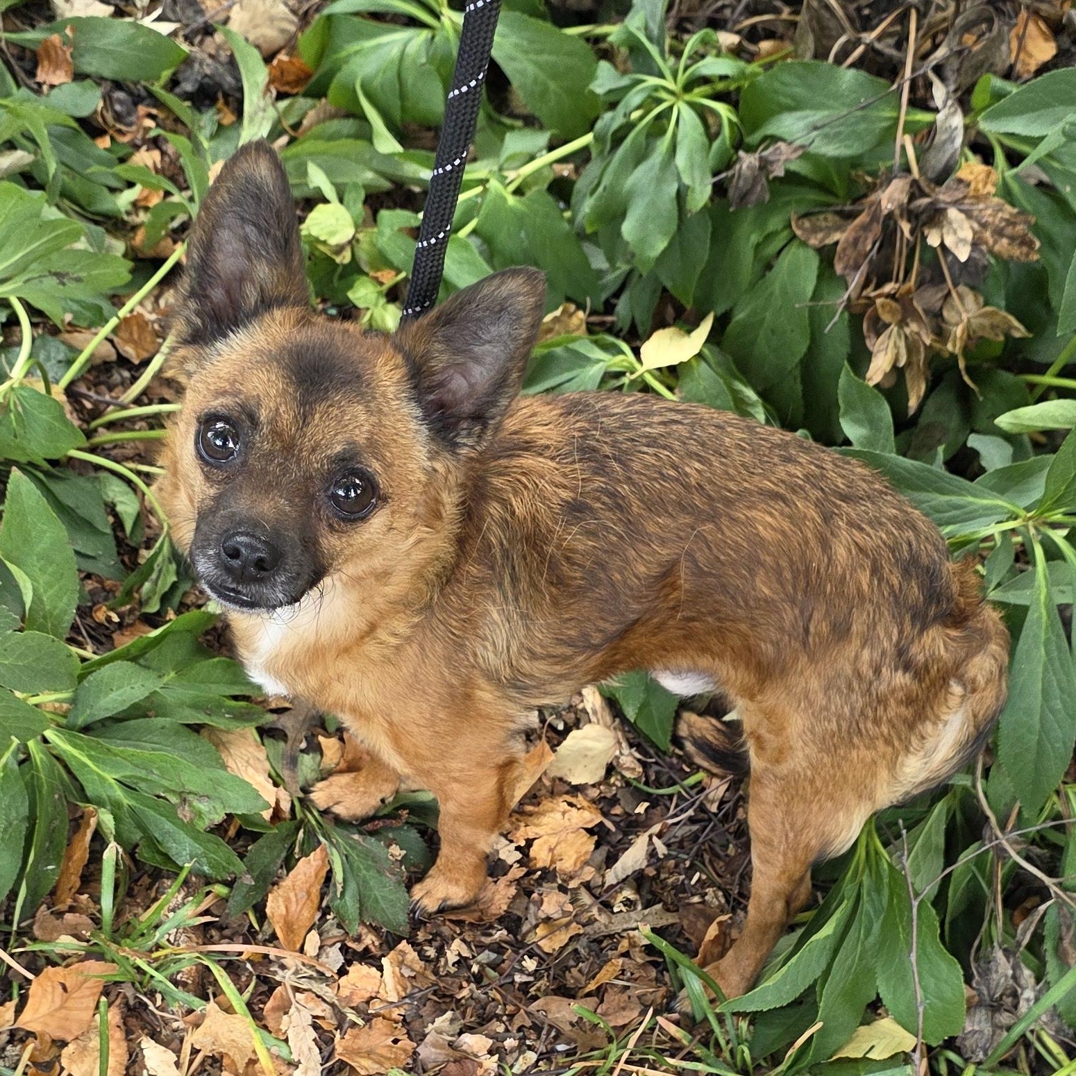 Little Cooper, an adopted mixed breed in Greensboro, NC image 4/4