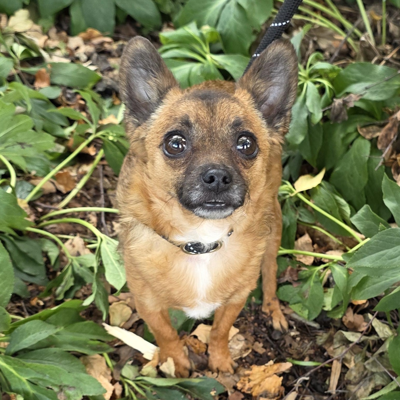 Little Cooper, an adopted mixed breed in Greensboro, NC image 2/4