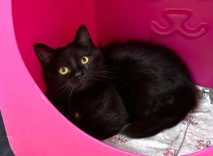 Cheesecake, Adoptable, Kitten Female Domestic Short Hair & Domestic Short Hair.