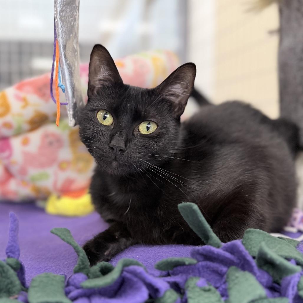 Lofi, Adoptable, Young Female Domestic Short Hair.