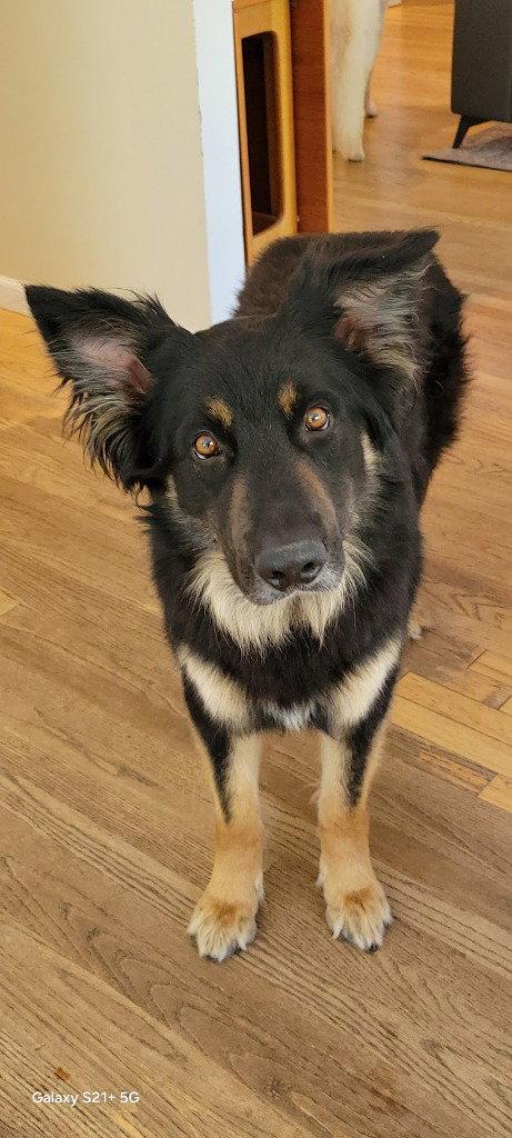 Lucian, Adoptable, Adult Male German Shepherd Dog.