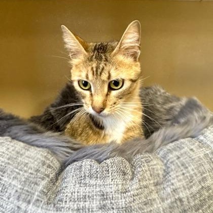 Enlarge Padme, a ADOPTABLE Domestic Short Hair in Quincy, IL image 1/1