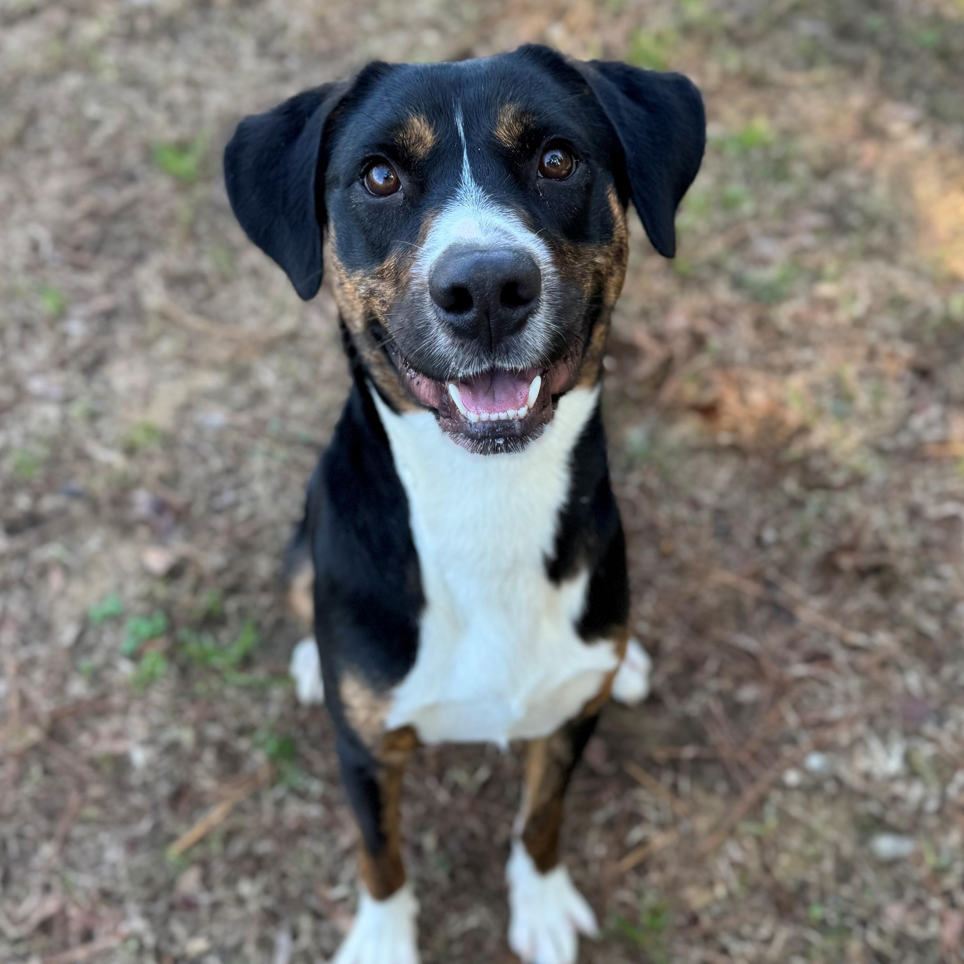 Kendrick, ADOPTABLE, Adult Male Hound.