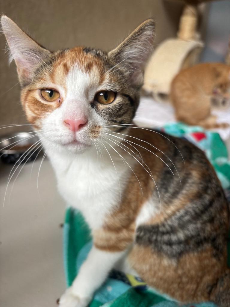 Leonora, Adoptable, Kitten Female Domestic Short Hair.