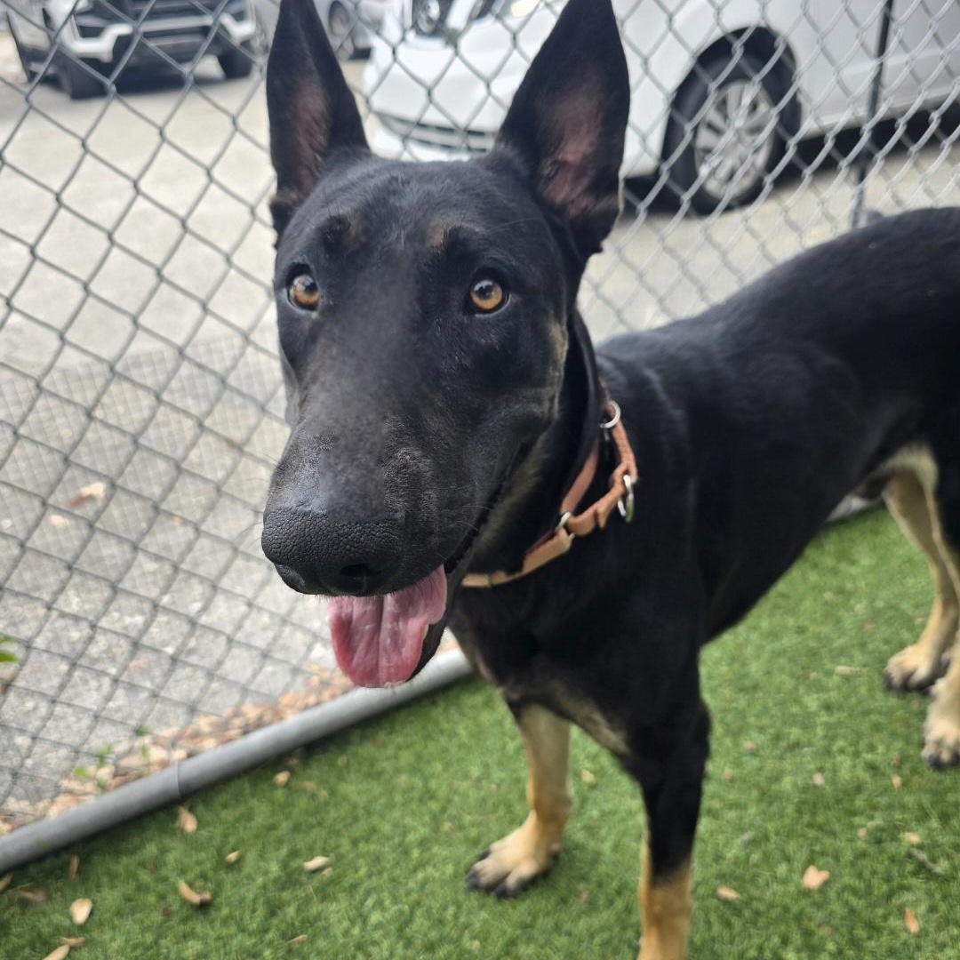 Enzo, Adoptable, Adult Male German Shepherd Dog & Belgian Shepherd / Malinois.