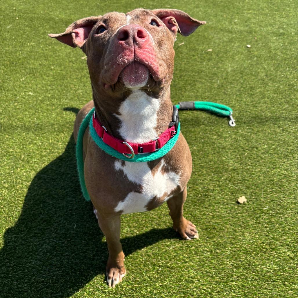 Queen, Adoptable, Adult Female Pit Bull Terrier.