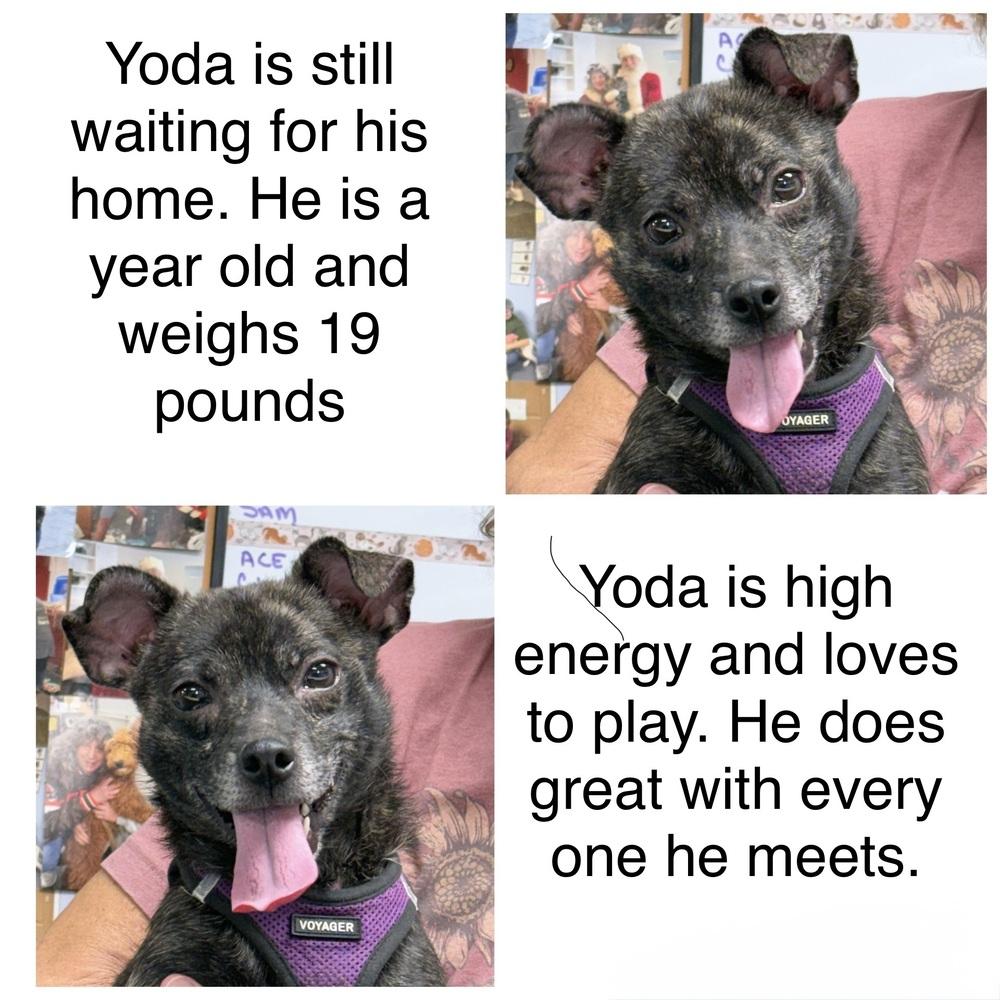 Enlarge Yoda, a Adoptable mixed breed in Franklin, PA image 1/3