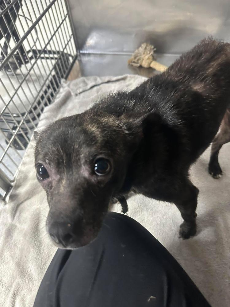 Enlarge Yoda, a Adoptable mixed breed in Franklin, PA image 1/5