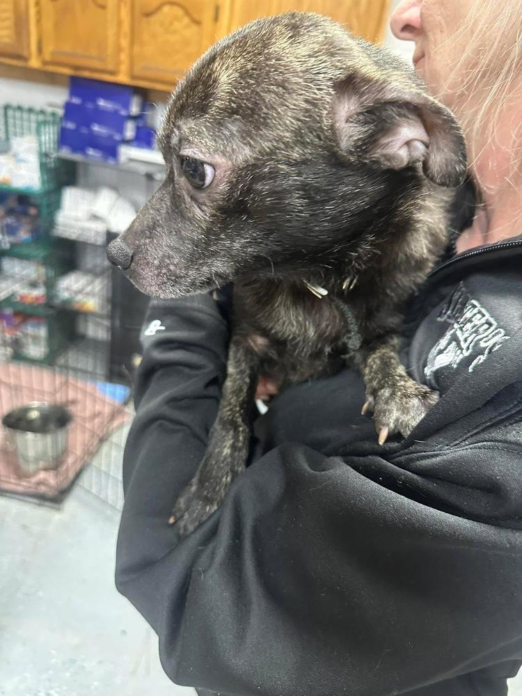 Enlarge Yoda, a Adoptable mixed breed in Franklin, PA image 2/5