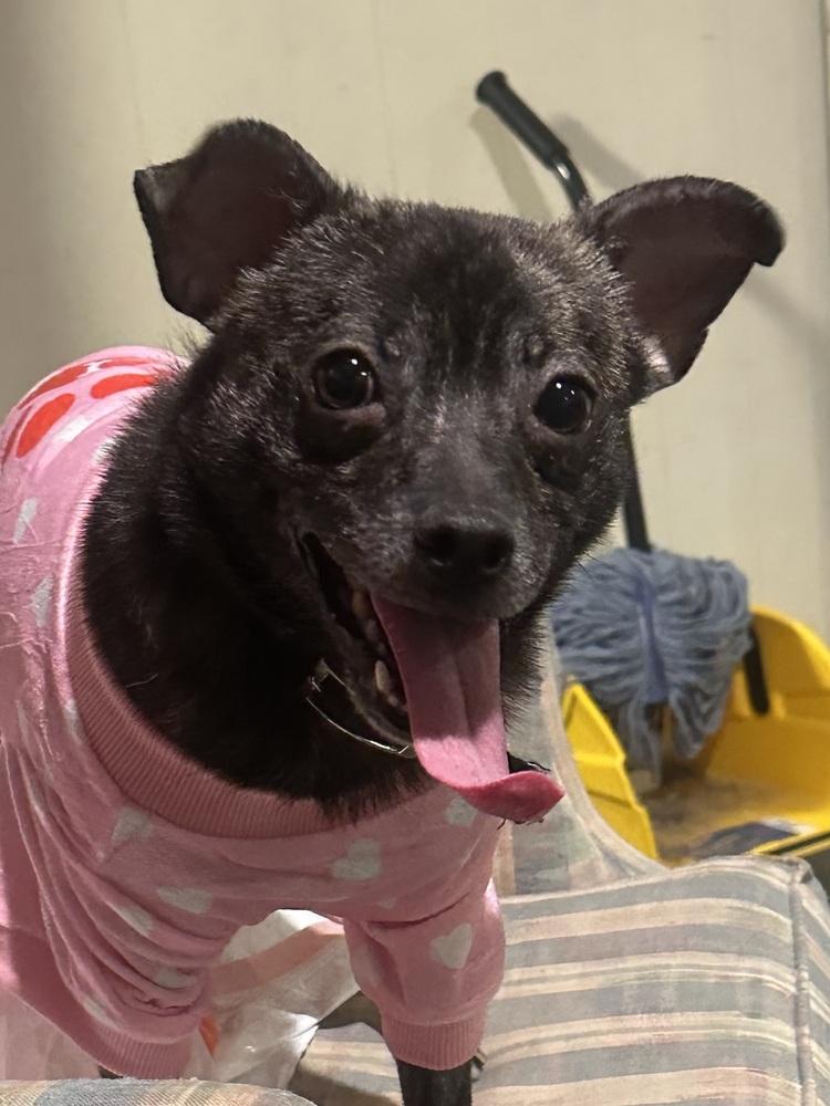 Enlarge Yoda, a Adoptable mixed breed in Franklin, PA image 3/5