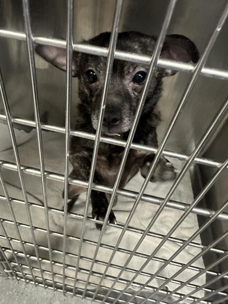 Enlarge Yoda, a Adoptable mixed breed in Franklin, PA image 4/5