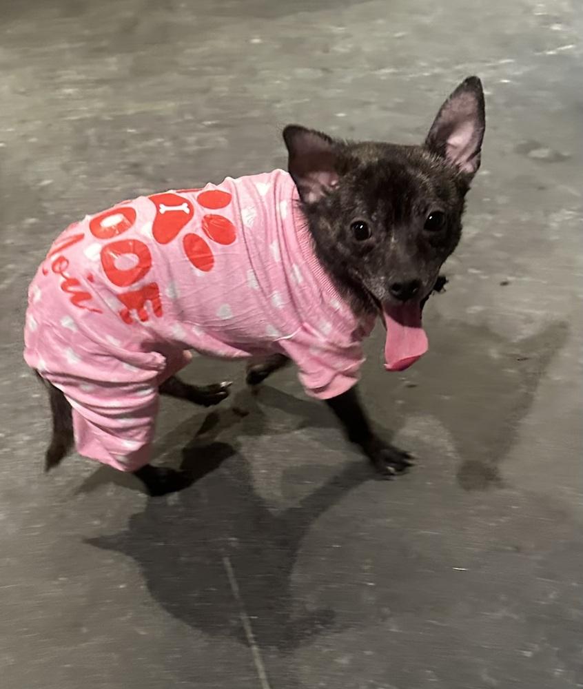 Enlarge Yoda, a Adoptable mixed breed in Franklin, PA image 5/5