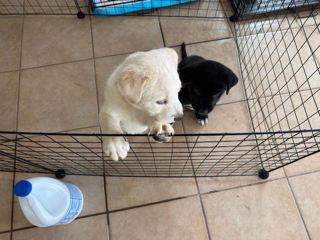 Nick, an adopted mixed breed in Austin, TX image 3/3