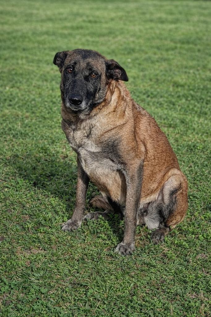 Maple, Adoptable, Adult Female Belgian Shepherd / Malinois.