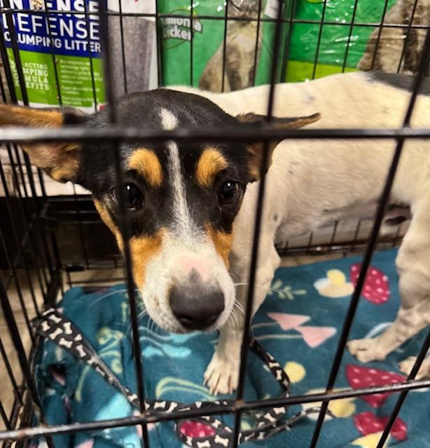Sparkey, Adoptable, Young Male Jack Russell Terrier.