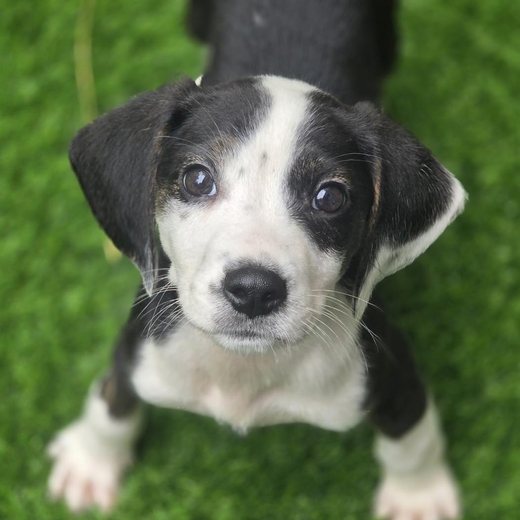 Enlarge Ghostie, a ADOPTABLE mixed breed in Richmond, VA image 2/5