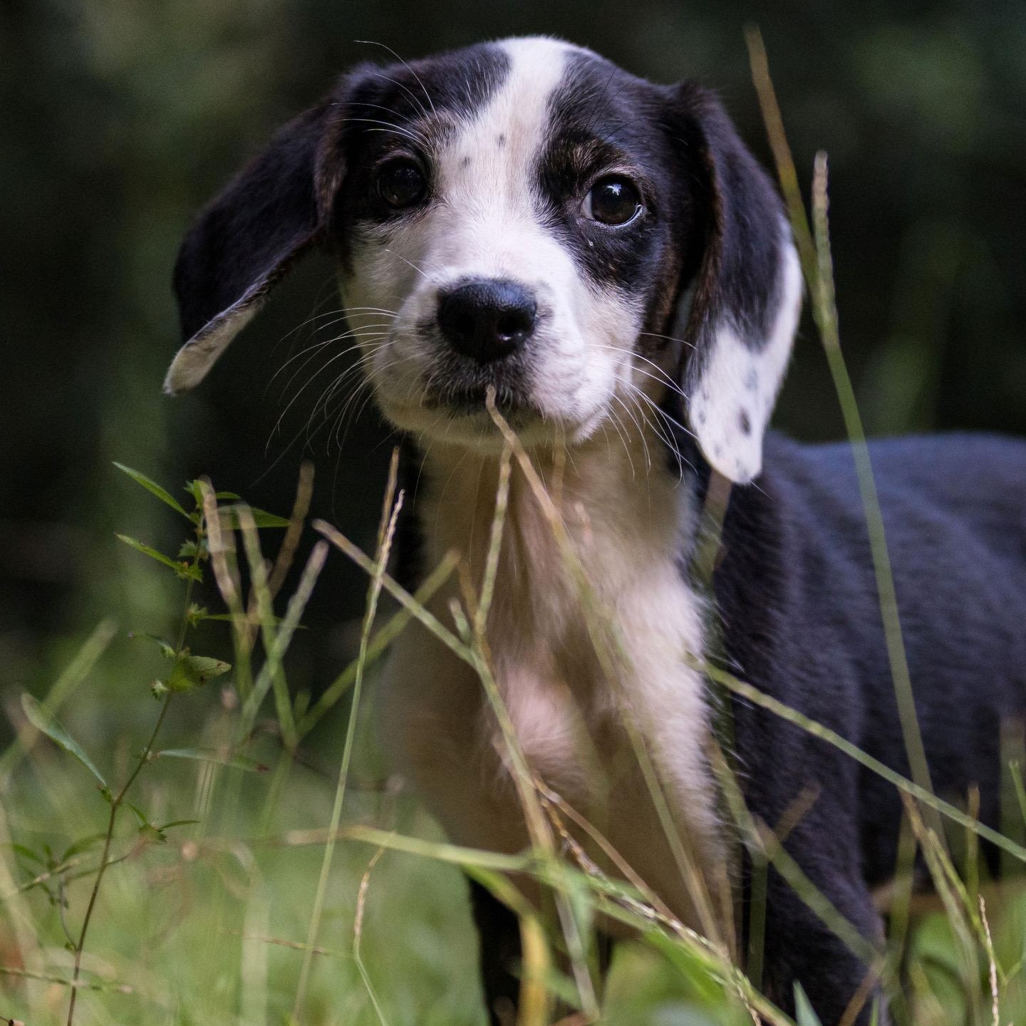 Enlarge Ghostie, a ADOPTABLE mixed breed in Richmond, VA image 1/5