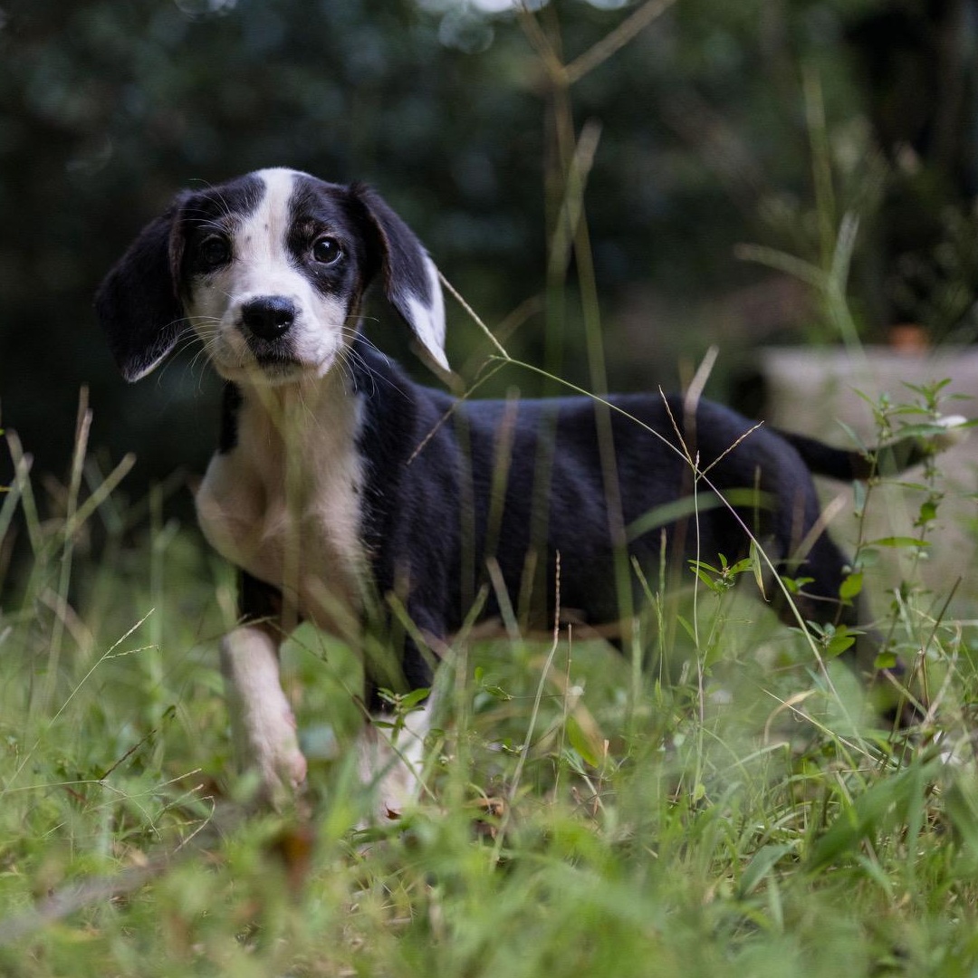 Enlarge Ghostie, a ADOPTABLE mixed breed in Richmond, VA image 4/5