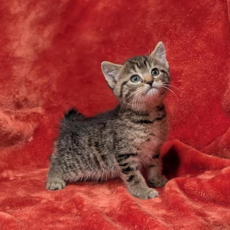 Beans, Adoptable, Kitten Female Domestic Short Hair.