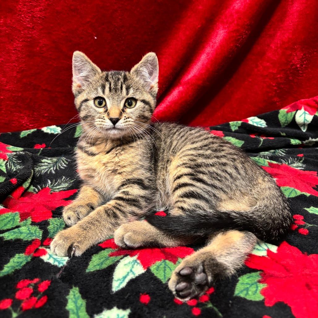 Enlarge Beans, a Adoptable Domestic Short Hair in Smithville, TN image 2/4