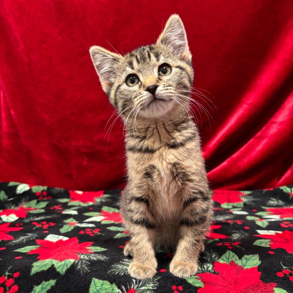 Enlarge Beans, a Adoptable Domestic Short Hair in Smithville, TN image 3/4