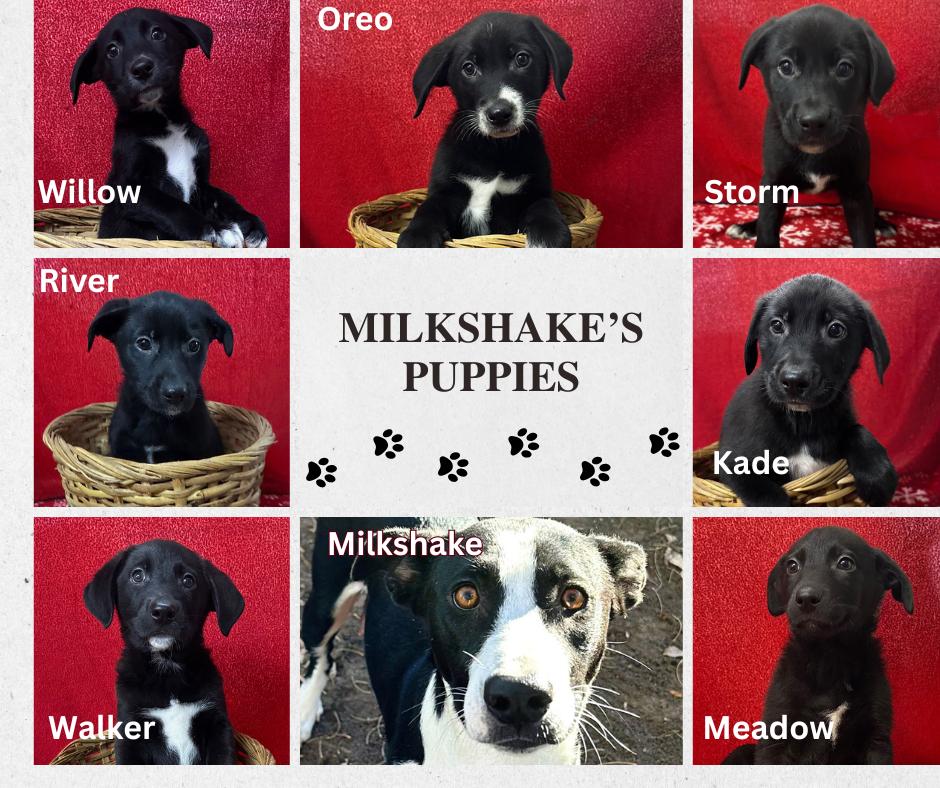 Milkshake's Puppies, ADOPTABLE, Puppy Male Border Collie.