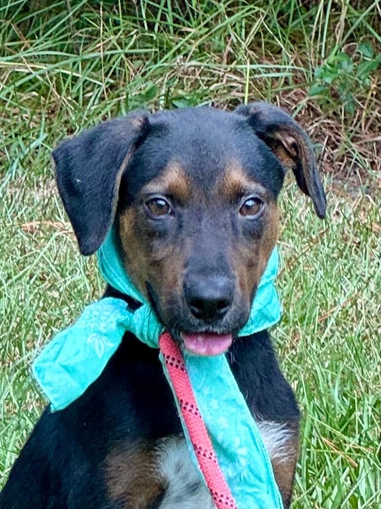 Enlarge Lance, a Adoptable Hound in Shillington, PA image 1/3