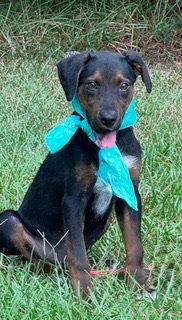 Enlarge Lance, a Adoptable Hound in Shillington, PA image 2/3