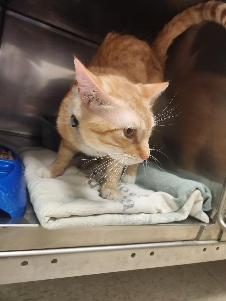 Zeus, Adoptable, Young Male Domestic Short Hair.