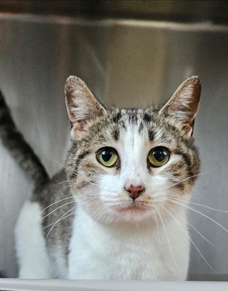 Enlarge Twitch K 513, a Adoptable Domestic Short Hair in Metamora, IL image 1/1