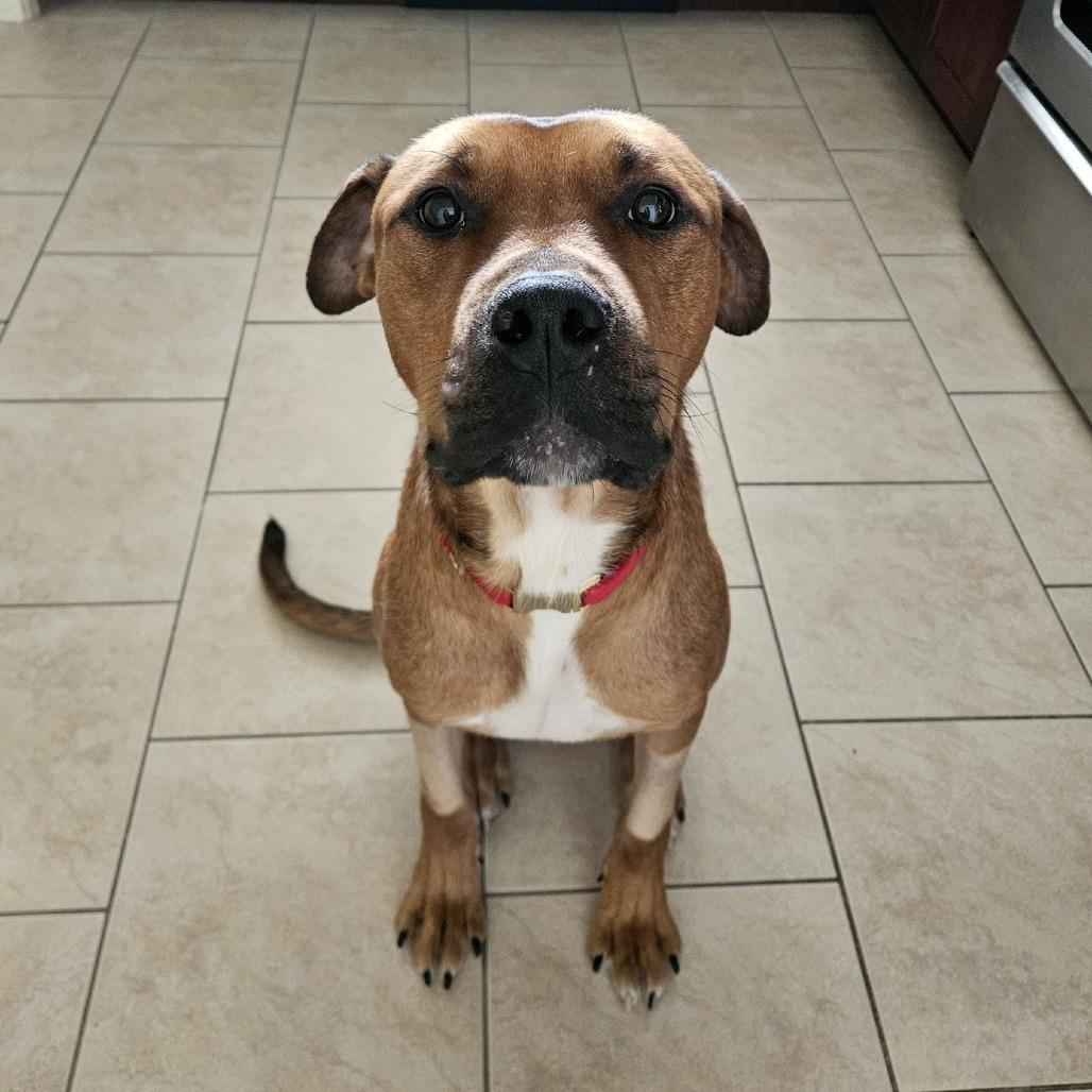 Space Jam, a Adoptable Mixed Breed in Philadelphia, PA image 2/6