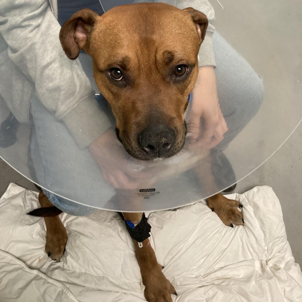 Space Jam, Adoptable, Adult Male Mixed Breed.